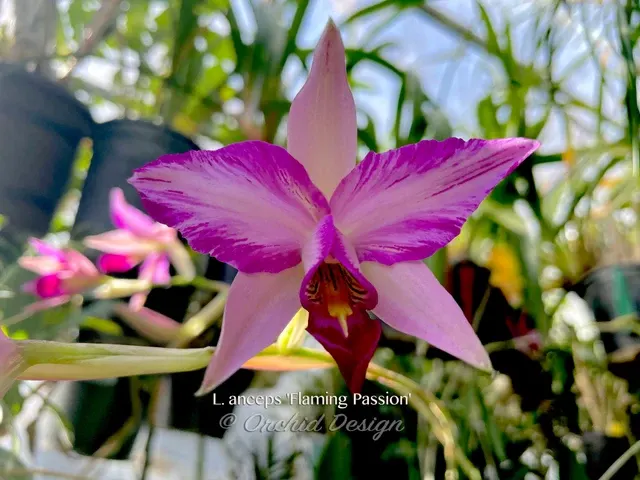 Laelia anceps 'Flaming Passion' (Laelia)