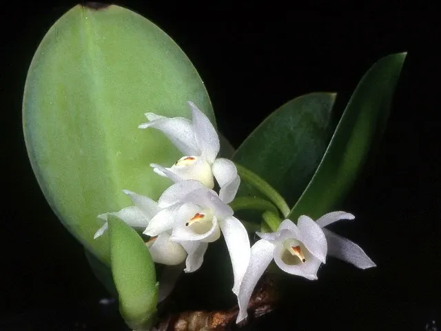 Cattleya Meiracyllium Trinasutum Var. Alba ‘Dwarf’