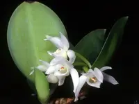 Cattleya Meiracyllium trinasutum var. alba ‘Dwarf’