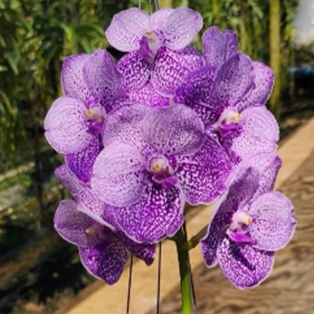Vanda Somsri Blue Classic x Chulee (Vanda)