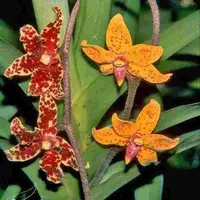 Dimorphorchis lowii sp. - BS