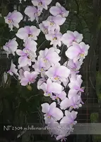 Phal. Phal. schilleriana from Sabah ' Note: Night Fragrance . '