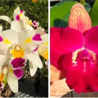 Rlc Maris Magic x Cattleya Cosmic Future. Blooming size compact cattleya orchid hybrid.