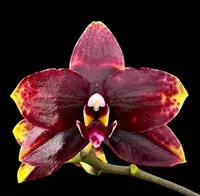 Phal. Miro Sun Beauty '3521' — Blooming size