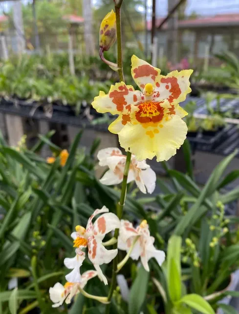 Odontocidium Pacific Parquet 'Uptown Girl'