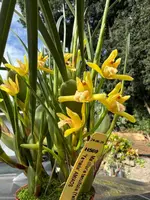 Maxillaria tenuifolia ‘Yamada’ The yellow coconut orchid (smells like coconut) — Not Currently In Bloom or Spike