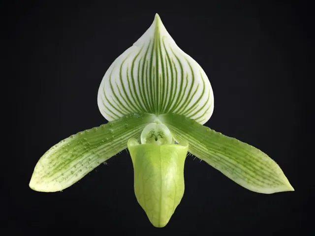Paphiopedilum maudiae 'Green' (Paphiopedilum)
