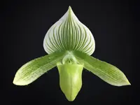 In Spike Paphiopedilum Maudiae Green (2.5” pot)