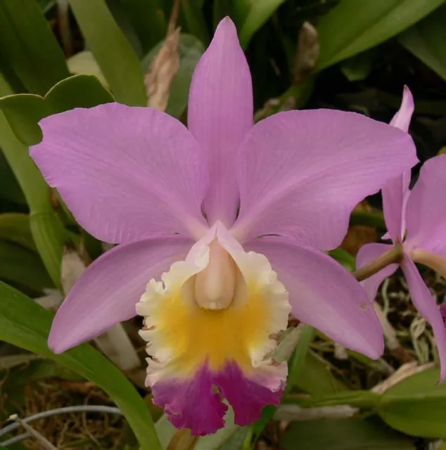 Cattleya Clarissa (Cattleya)