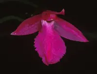 Neolauchea pulchella