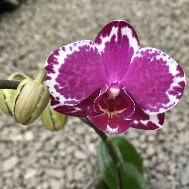 Phalaenopsis Yu Pin Burgundy '5051'