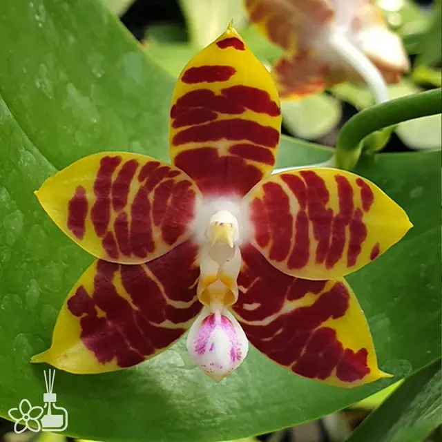 Phalaenopsis Brother Ambo Passion
