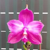 [Bare-root][Import AS-IS] #PA# Phal. Yaphon Red Ice 紅色冰沙 [2.5" BS][Sept Preorder 26]