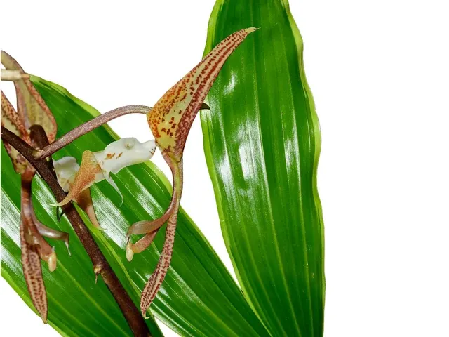 Gongora superflua variegada (Gongora)