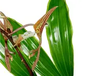 Gongora superflua variegada