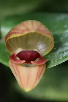 Pleurothallis palliolata