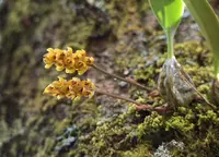 Bulbophyllum orientale