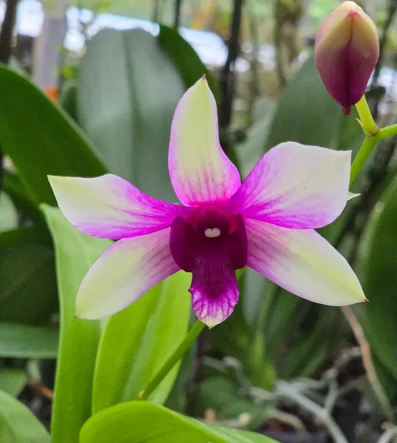 Dendrobium Rainbow 'Brielle' (Dendrobium)