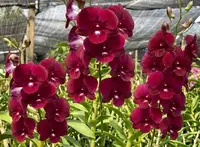 Red White Lip Seedling