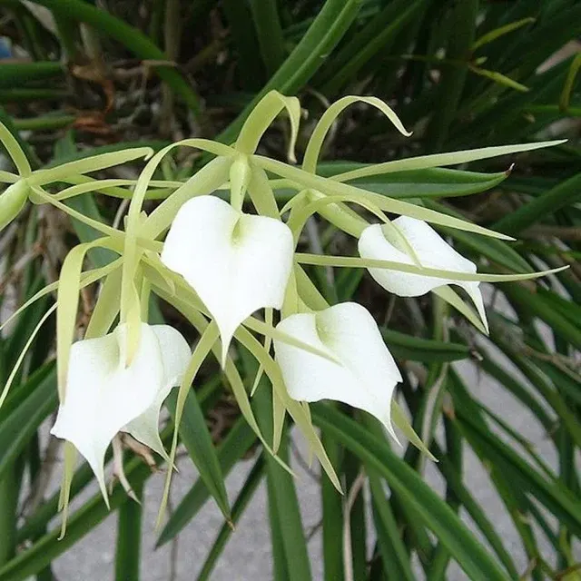 Brassavola Nodosa *parfumata