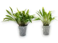 Stelis lynniana (Big)