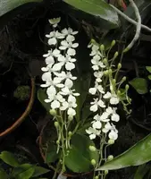 Aerangis citrata – Miniature Fragrant Epiphytic Orchid blooming size in 2 1/2” pot.