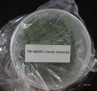 FLASK Vanda testacea