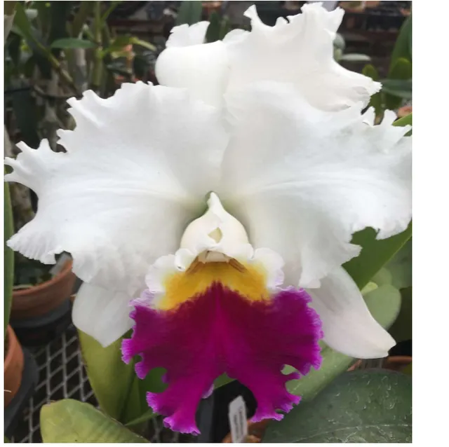 Laeliocattleya Hawaiian Baron 'Mishima' (Laeliocattleya)
