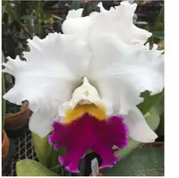 Lc. Hawaiian Baron 'Mishima'.