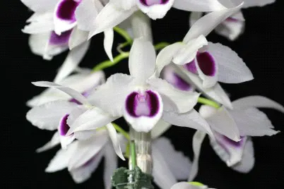 Dendrobium Hsinying Sweetscent (Dendrobium)