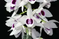 Den. Hsinying Sweetscent (semi-album ) (rhodopterrygium S/A x anosum S/A) (DH89) (Hybrid)