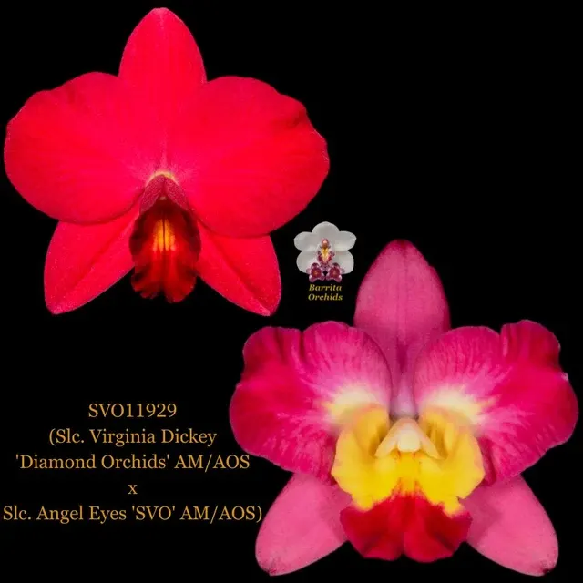 Cattleya Orchid Hybrid SVO11929 'Diamond Orchids'