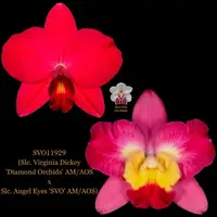 Cattleya Orchid Hybrid SVO11929 (Slc. Virginia Dickey 'Diamond Orchids' AM/AOS x Slc. Angel Eyes 'SVO' AM/AOS)