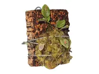 Lepanthes tetrapus
