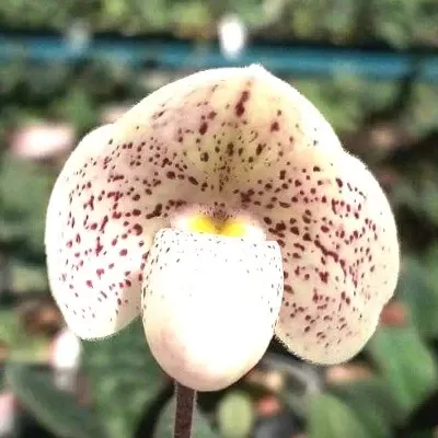 Paphiopedilum Concolor X Paph. Thaianum (Paphiopedilum)