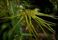 Bulbophyllum setaceum