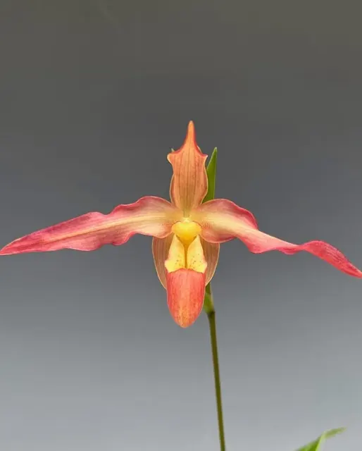 Phragmipedium Robert Palm (Phragmipedium)