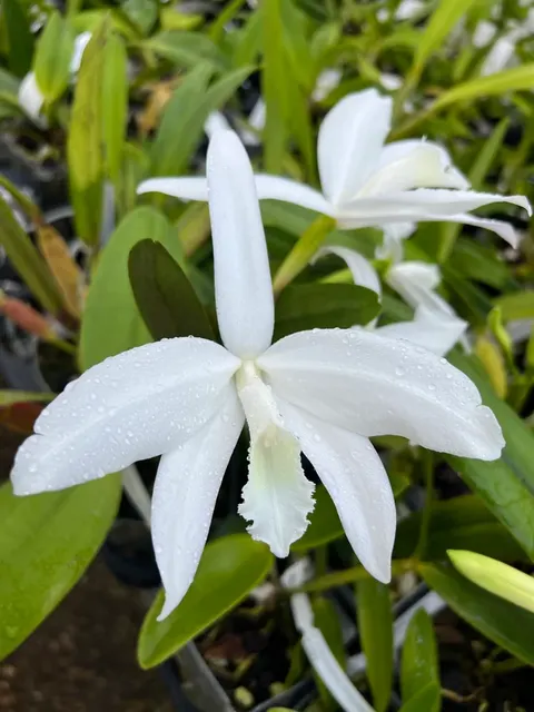 Cattleya perrinii (Cattleya)