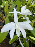Cattleya perrinii (Delicata AM x alba (RK)
