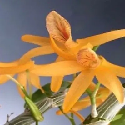 Dendrobium unicum var semi alba (Dendrobium)