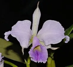 Cattleya jenmanii var coerulea s' 'Kathy'