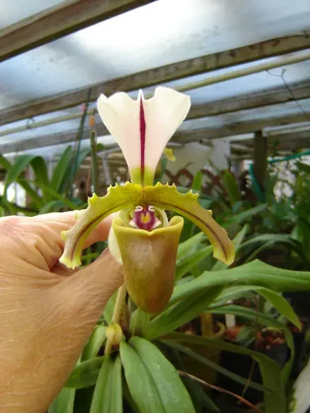 Paphiopedilum spicerianum (Paphiopedilum)