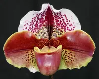Paphiopedilum Miya Pande World