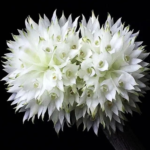 Dendrobium purpureum var alba sp