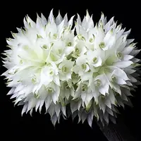 Dendrobium purpureum var. alba sp.