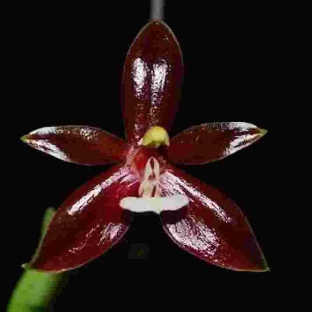 Phalaenopsis cornu cervi var.red sp (Phalaenopsis)