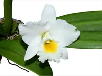 Rhyncatlaelia Penny Ann f. alba