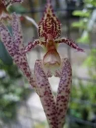 Bulbophyllum Putidum X Echinolabium (Bulbophyllum)