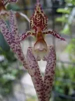 Bulb. Putidum X Echinolabium