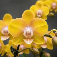 Phalaenopsis Hornglin Sweet Corn